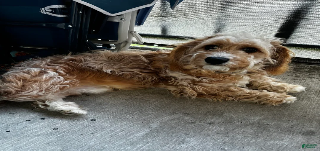 Gallery Image {{count}}