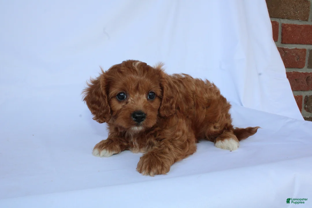 Cavapoo dogs for sale: Marcy - Ad 9