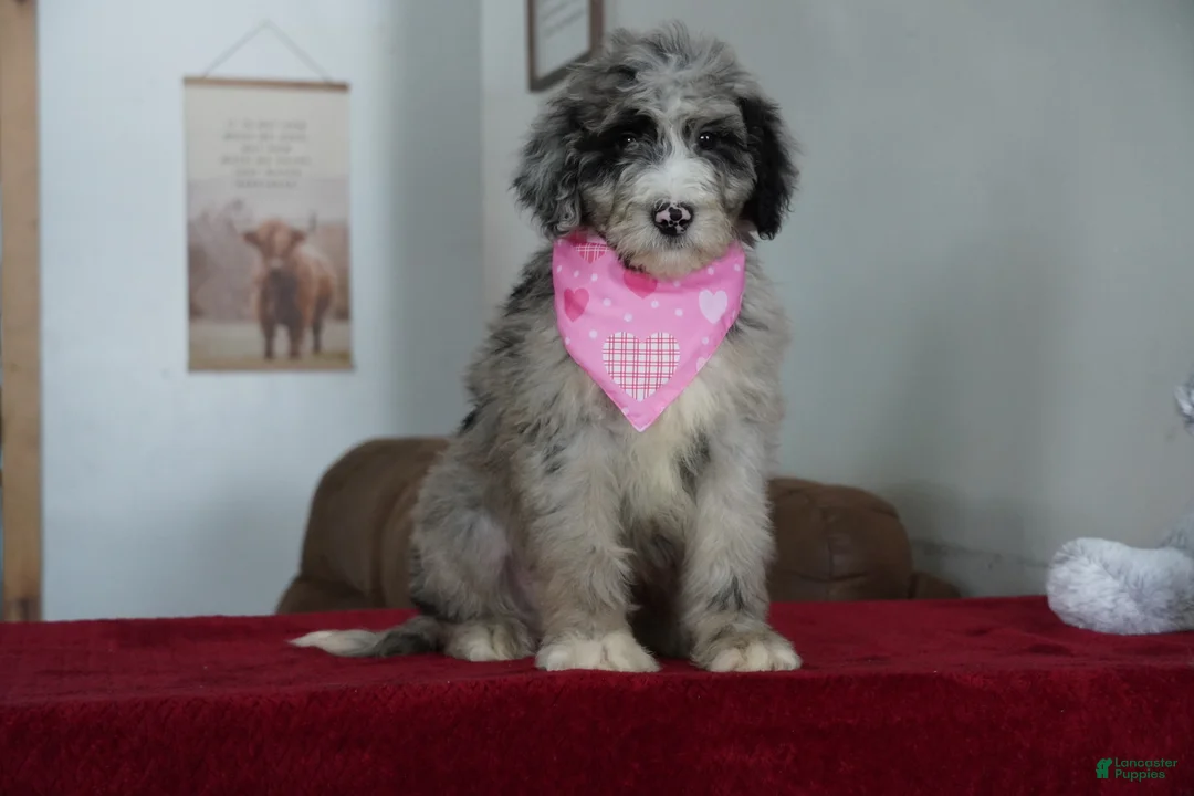 Sheepadoodle dogs for sale: Nova - Ad 3