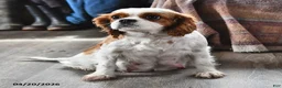 Cavalier King Charles Spaniel dogs for sale: Hero - Ad 4