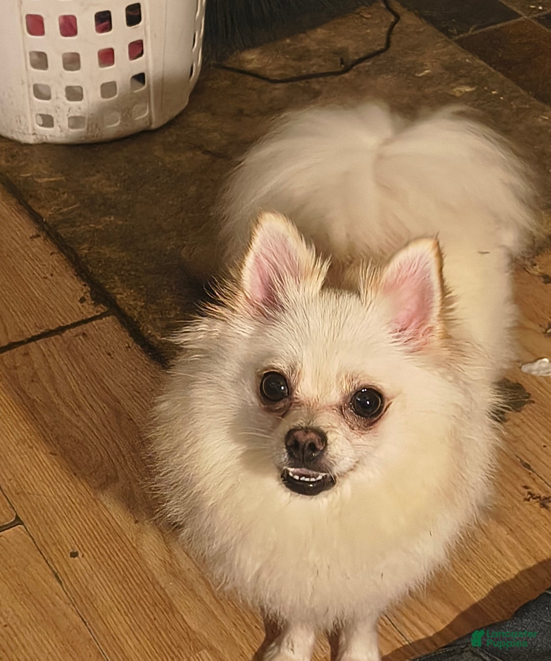 Pomeranian dogs for sale: Pomeranian Puppy 1 - Ad 2