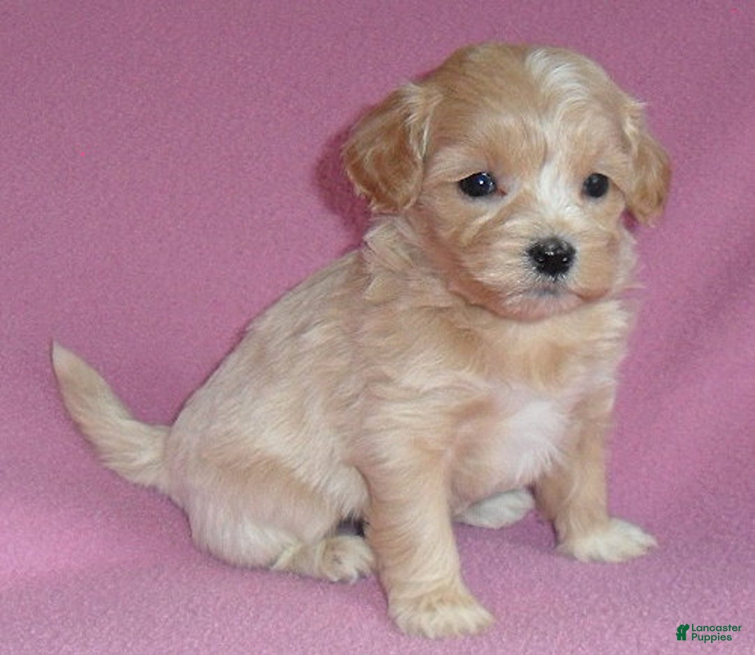 Shihpoo dogs for sale: Pixie - Ad 2