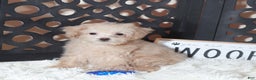Maltipoo dogs for sale: Maltipoo Puppy Koda - Ad 1