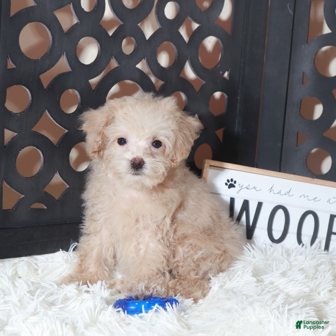Maltipoo dogs for sale: Maltipoo Puppy Koda - Ad 1