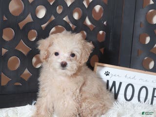 Maltipoo dogs Maltipoo Puppy Koda - Ad 37