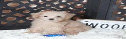 Maltipoo dogs for sale: Maltipoo Puppy Koda - Ad 1