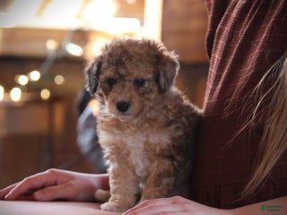 Toy Poodle dogs - Ad 26