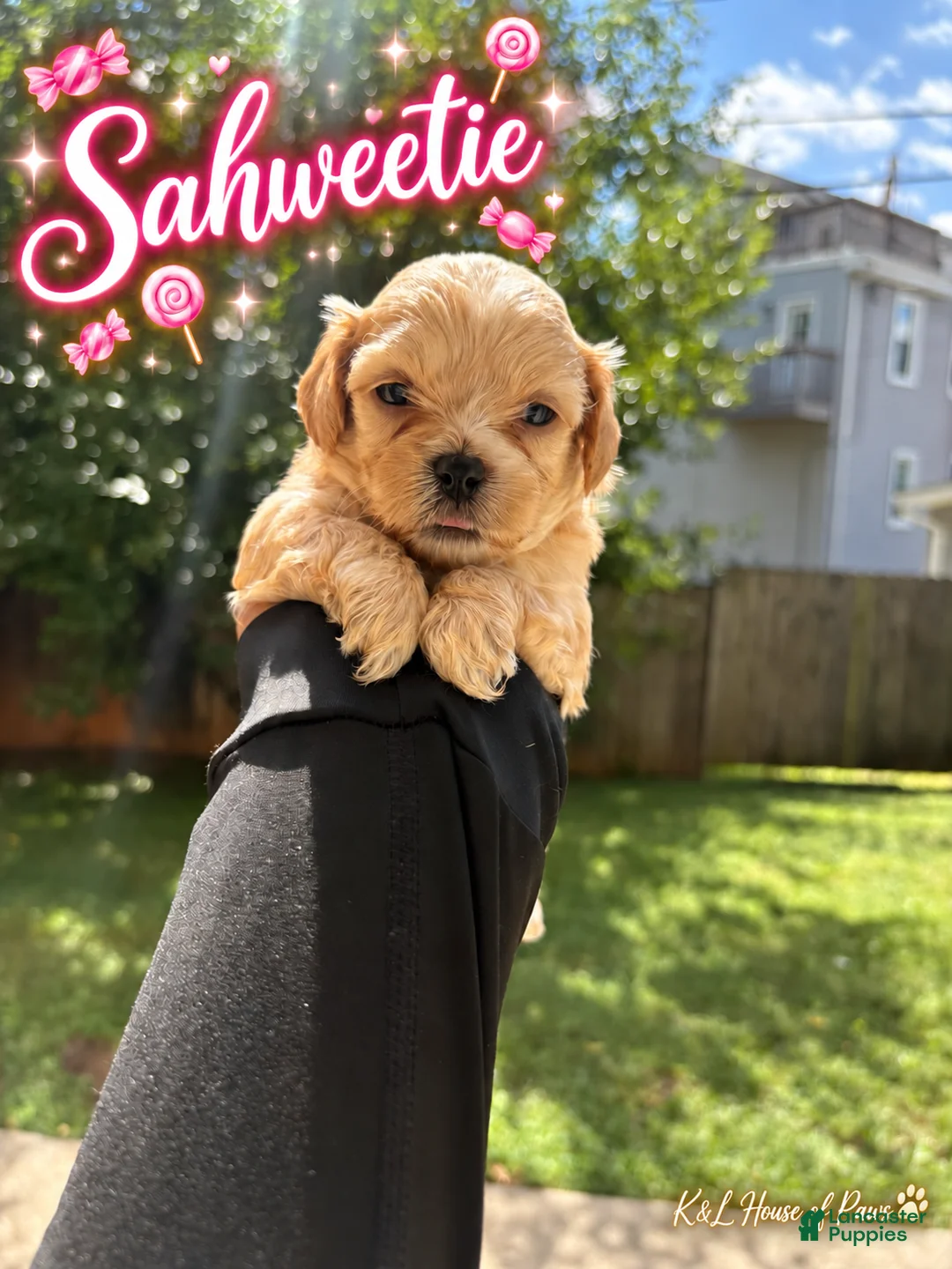 Maltipoo dogs for sale: Sahweetie - Ad 2