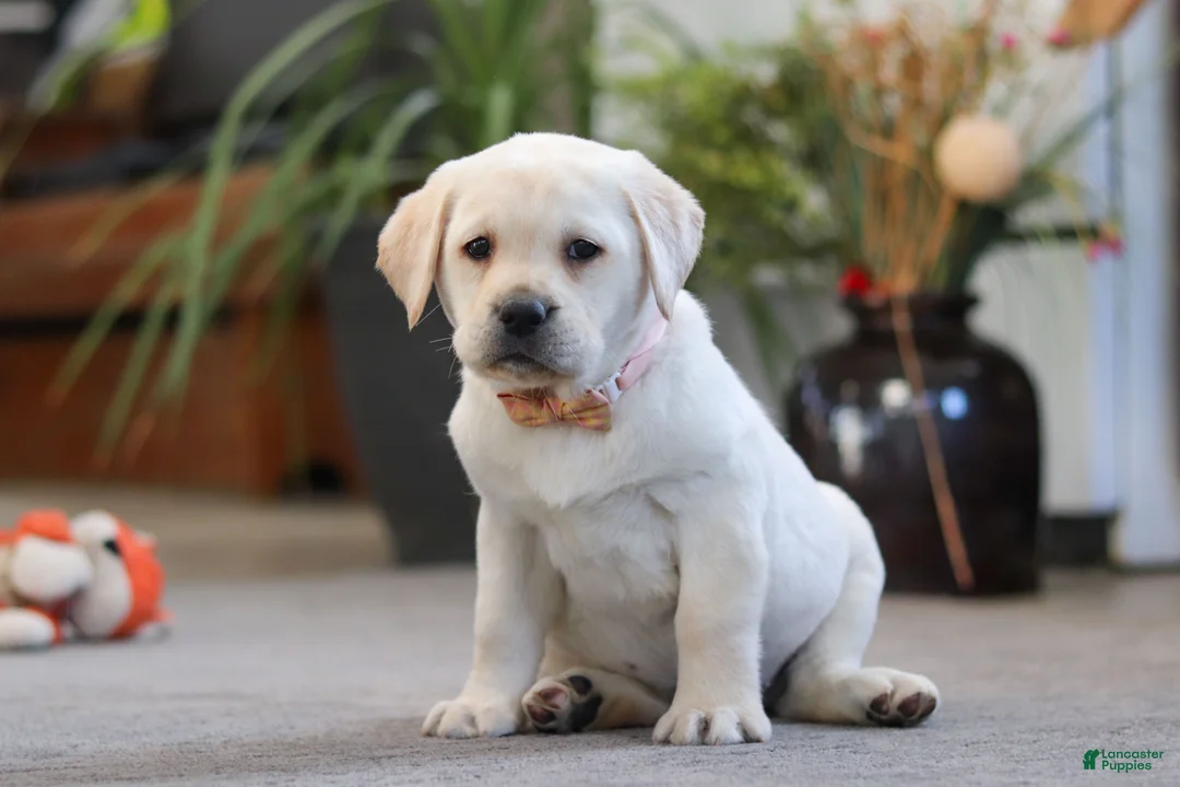 Labrador Retriever dogs for sale: Sonya - Ad 3