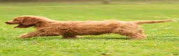 Cavapoo dogs for sale: Jasper Cavapoo  - Ad 9