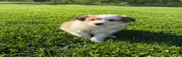 Shetland Sheepdog dogs for sale: Twist - Ad 3