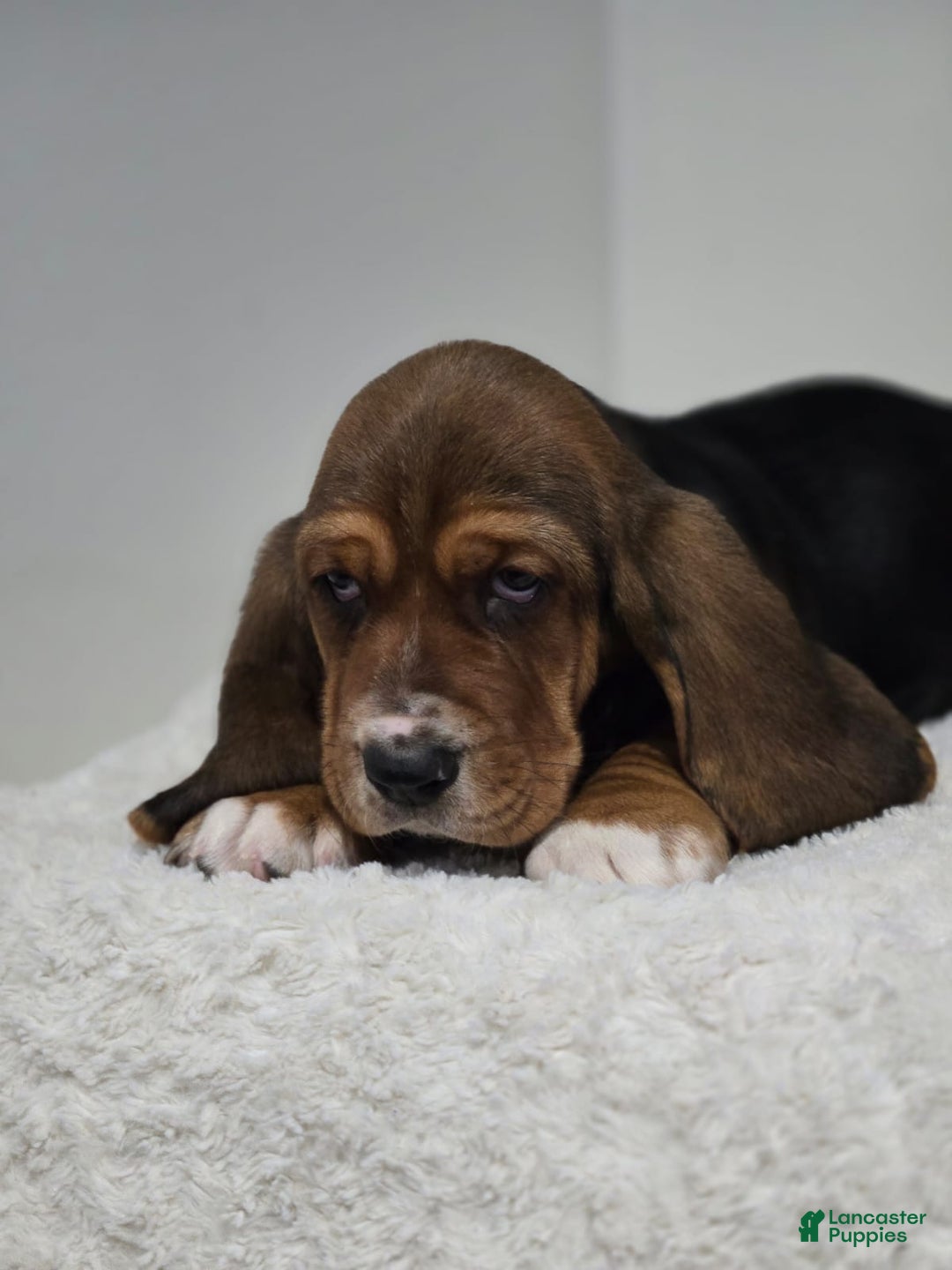 Basset Hound dogs for sale: Cookie - Ad 3
