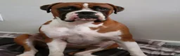 Boxer dogs for sale: DAYELA - Ad 8