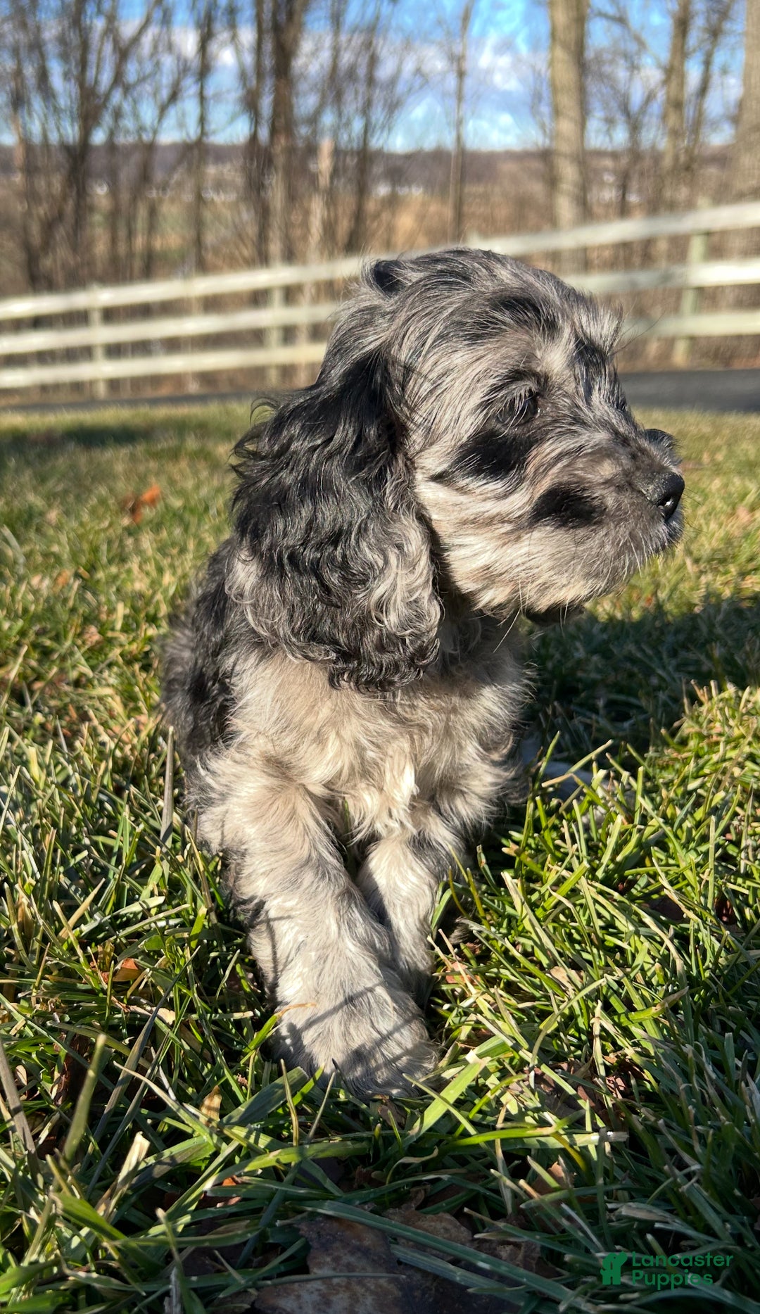 Cockapoo dogs for sale: Volt - Ad 3