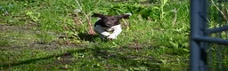 German Shorthaired Pointer dogs for sale: Buck - Ad 38