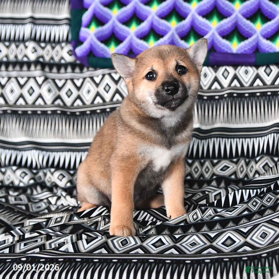 Shiba Inu dogs Karl - Ad 2