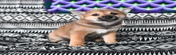 Shiba Inu dogs for sale: Karl - Ad 2