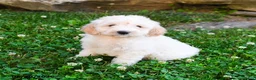 Mini Goldendoodle dogs for sale: Katrina - Ad 3