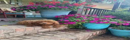 Mixed Breed dogs for sale: Terri - Ad 5