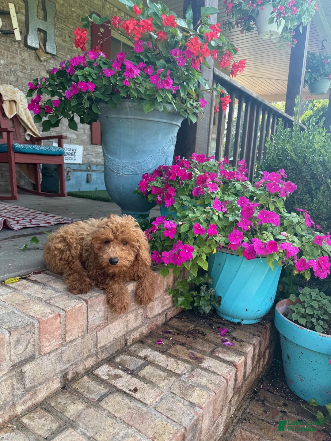 Mixed Breed dogs for sale: Terri - Ad 5