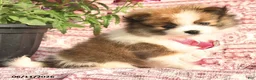 Pomeranian dogs for sale: May - Ad 4