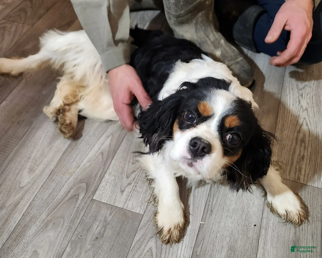 Cavapoo dogs for sale: Autumn's #2 Female - Ad 4