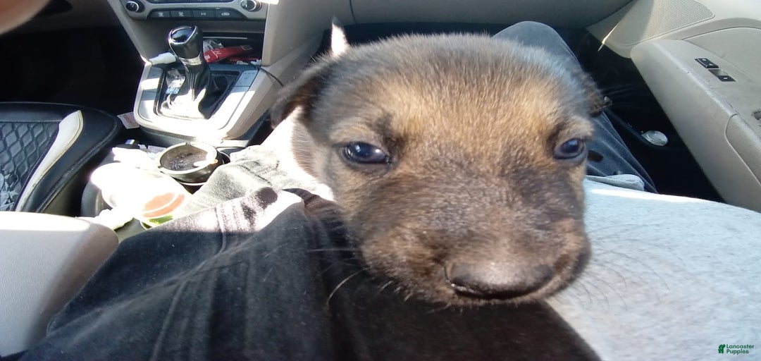 Gallery Image {{count}}