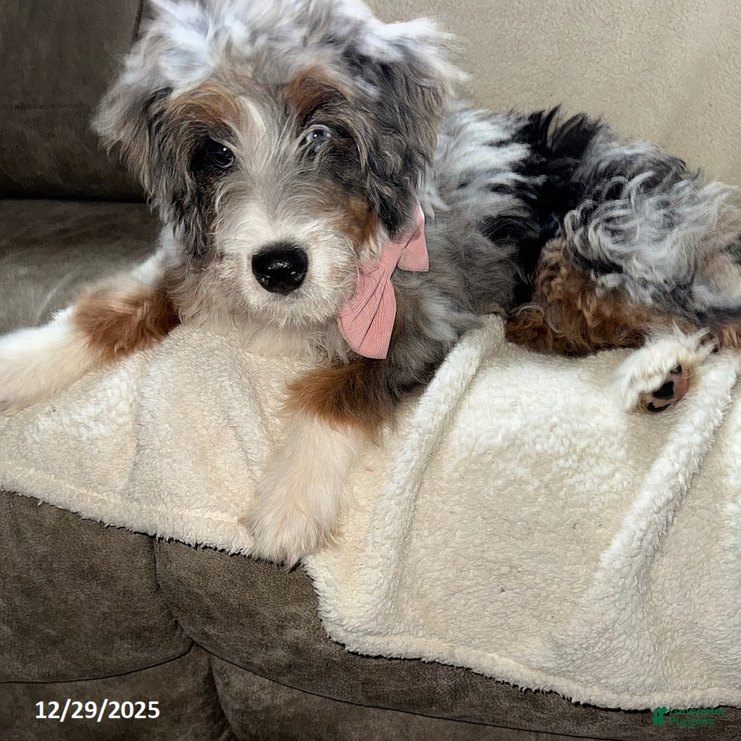 Mini Bernedoodle dogs for sale: Majorie - Ad 3