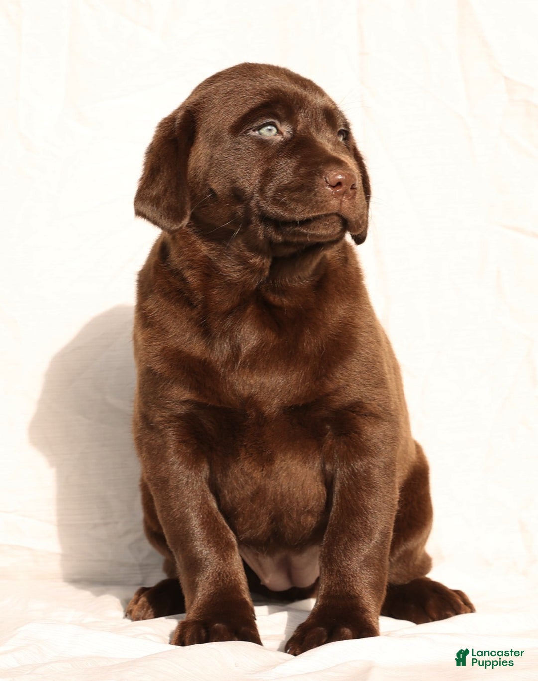 Labrador Retriever dogs for sale: Belle - Ad 2