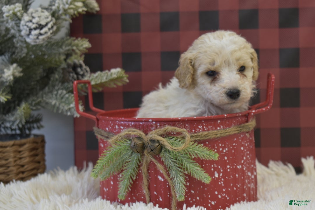Miniature Poodle dogs for sale: Matt - Ad 2
