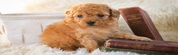 Miniature Poodle dogs for sale: Fredrick - Ad 3