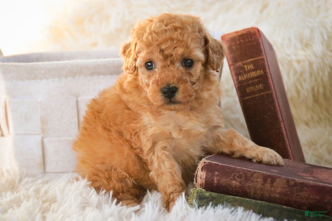 Miniature Poodle dogs for sale: Fredrick - Ad 3