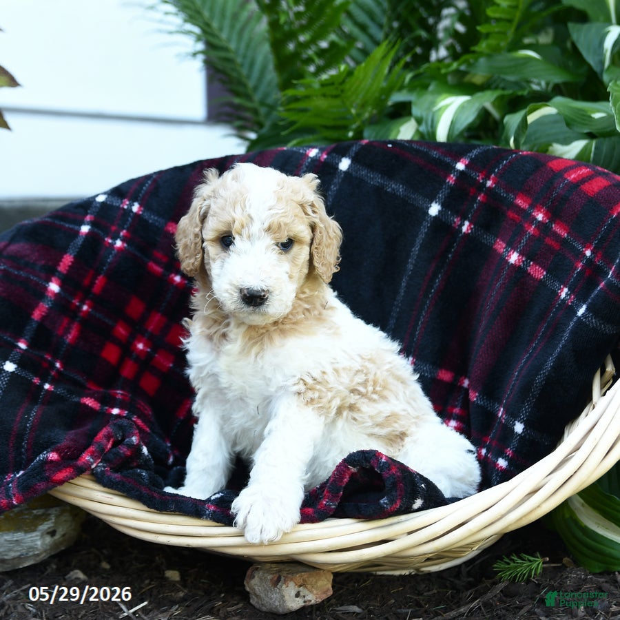 Goldendoodle dogs Breeze - Ad 1