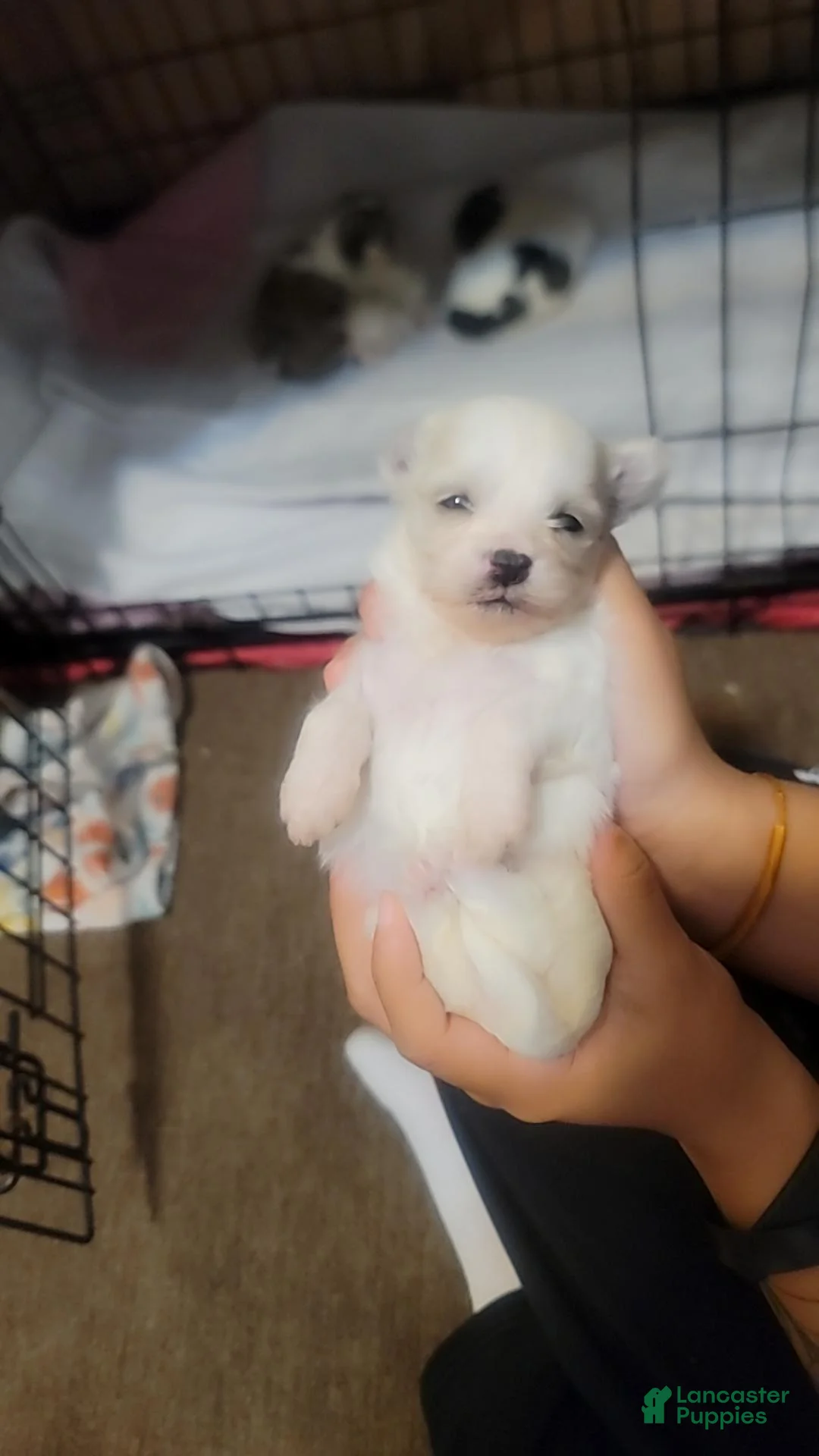 Malshi dogs for sale: Saturn - Ad 1