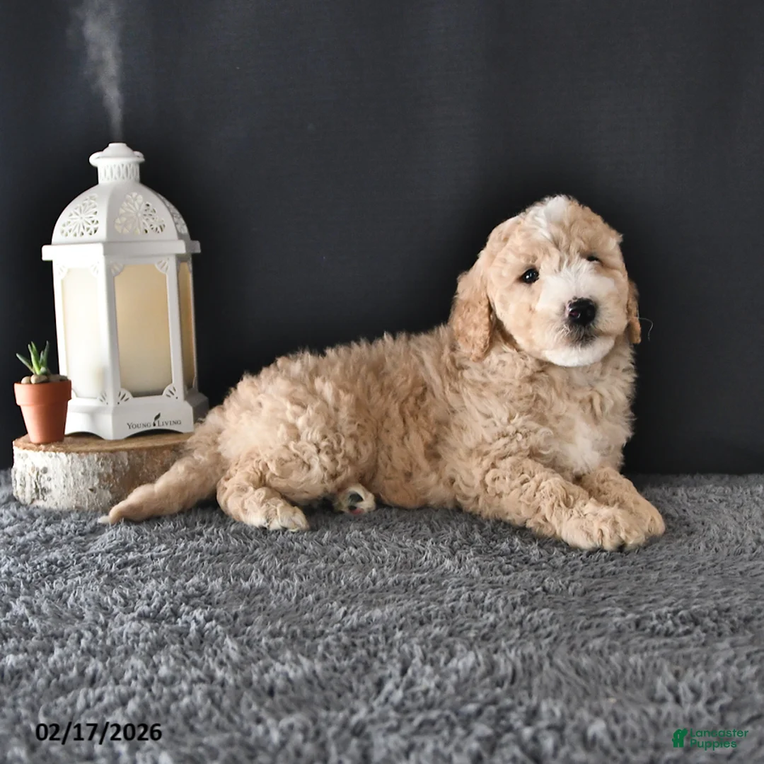 Mini Goldendoodle dogs for sale: Austin - Ad 3
