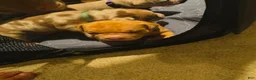 American Bully dogs for sale: American Bully 2 - Ad 3