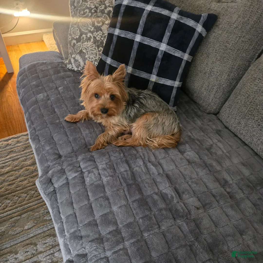 Yorkshire Terrier dogs for sale: Yorkshire Terrier 4 - Ad 2