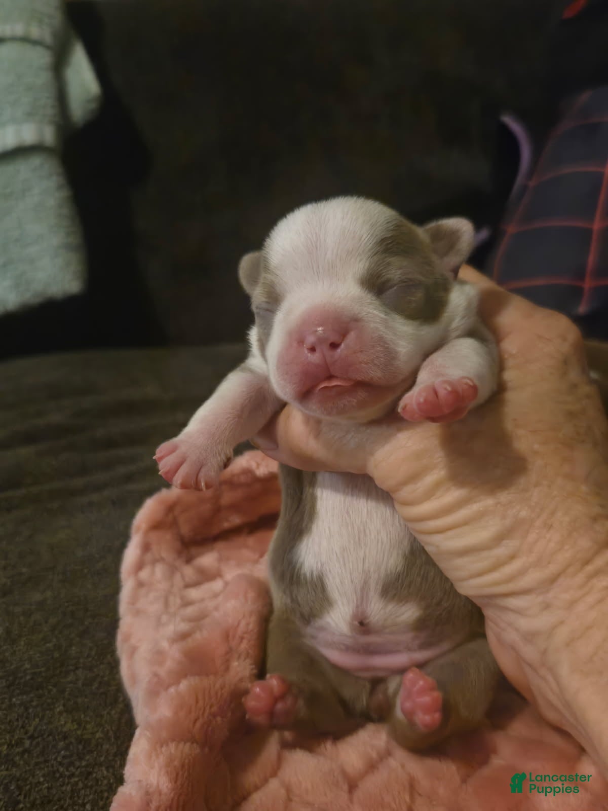 Boston Terrier dogs Dolly - Ad 1