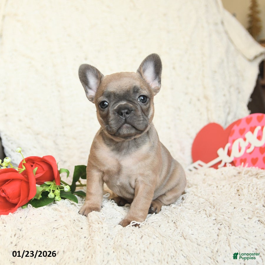 French Bulldog dogs Buttercup - Ad 2