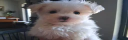 Maltese dogs for sale: Zeb - Ad 3