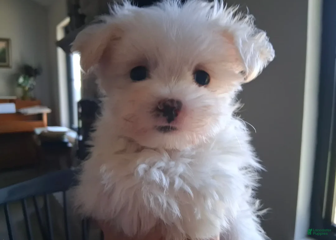 Maltese dogs for sale: Zeb - Ad 3