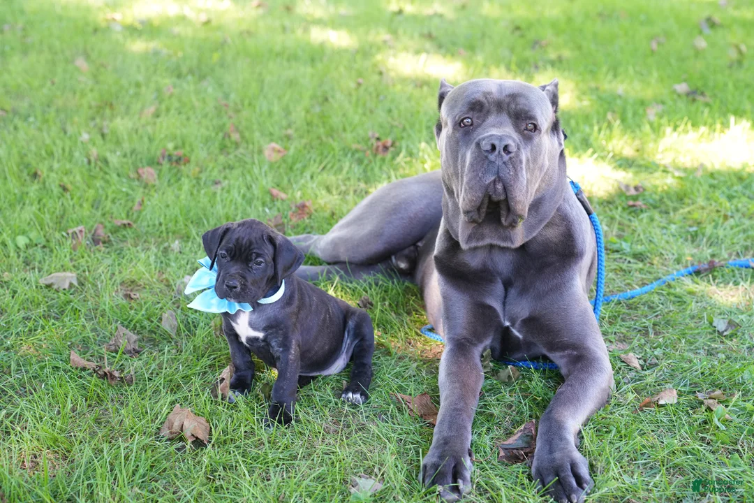 Cane Corso dogs for sale: Mystique  - Ad 1