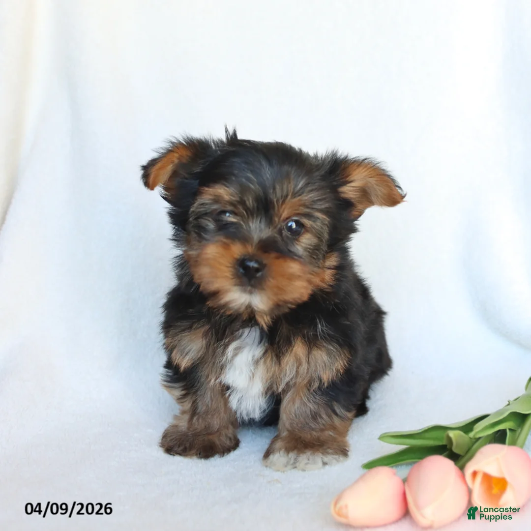 Yorkshire Terrier dogs for sale: Nico - Ad 5