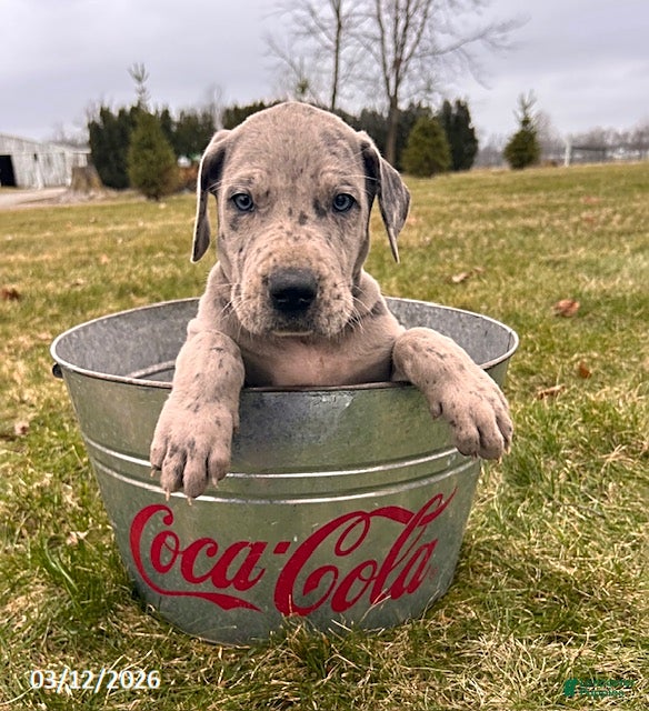 Great Dane dogs Theodore - Ad 1