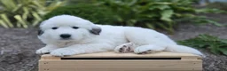 Great Pyrenees dogs for sale: Snowball - Ad 4