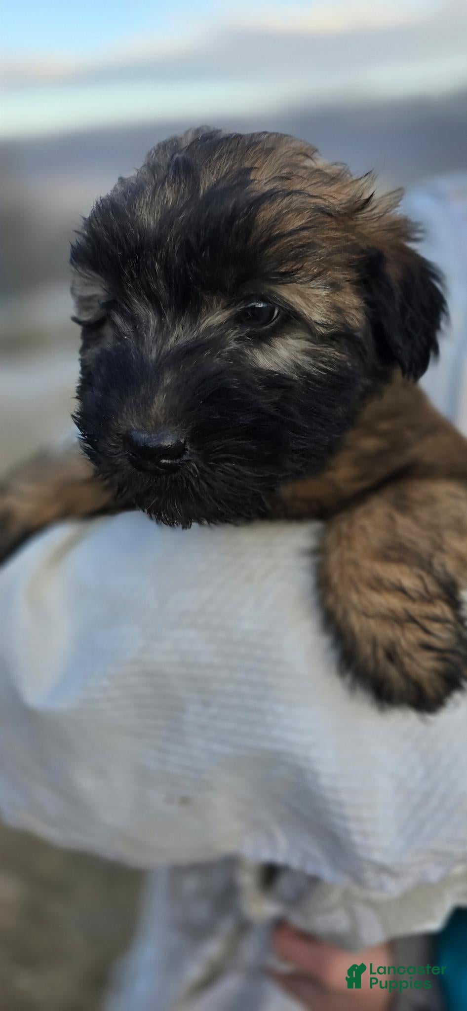 Soft Coated Wheaten Terrier dogs Exander - Ad 4