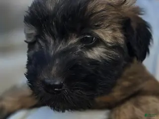 Soft Coated Wheaten Terrier dogs Exander - Ad 9