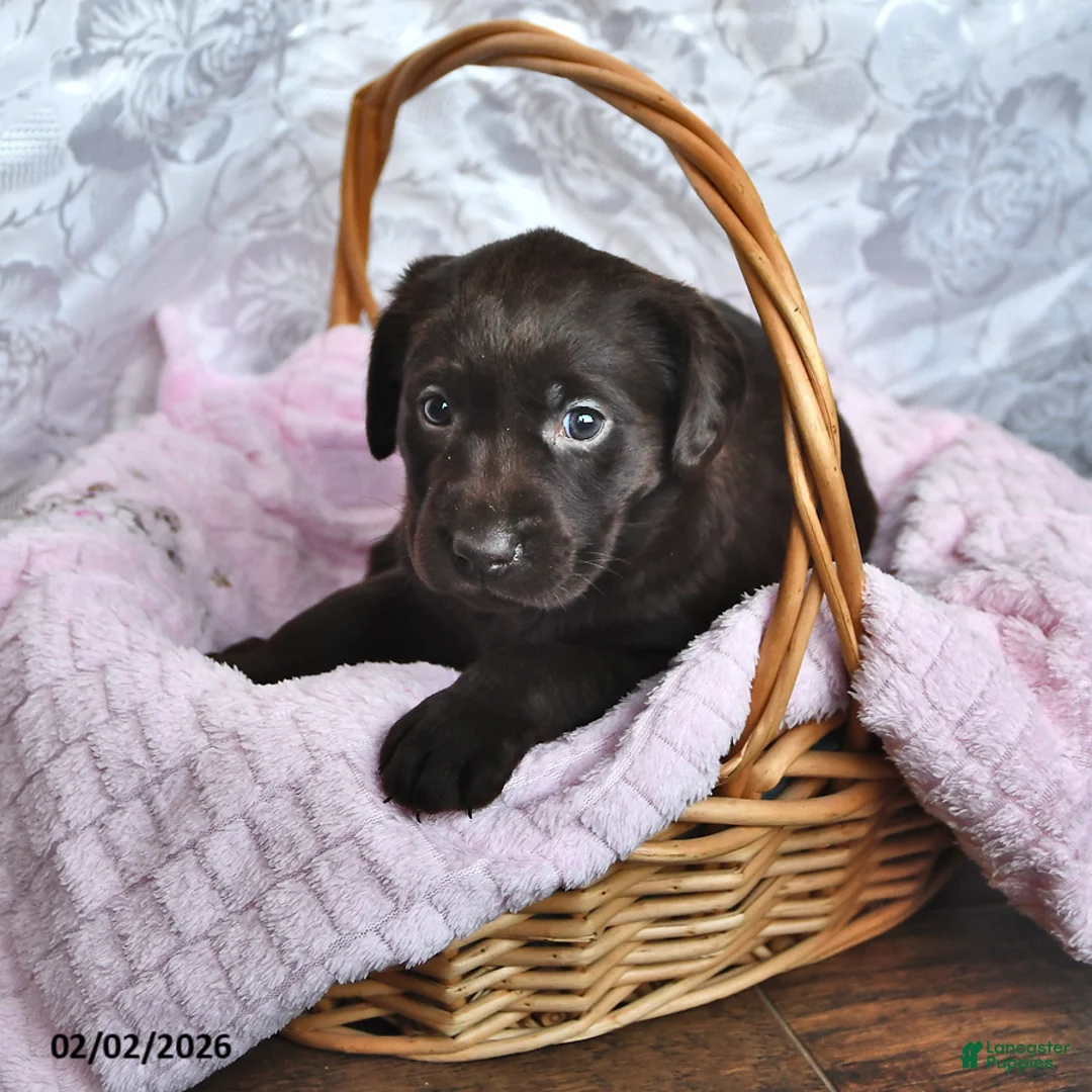 Labrador Retriever dogs for sale: Lilian - Ad 1