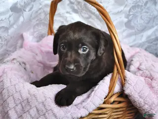 Labrador Retriever dogs Lilian - Ad 41