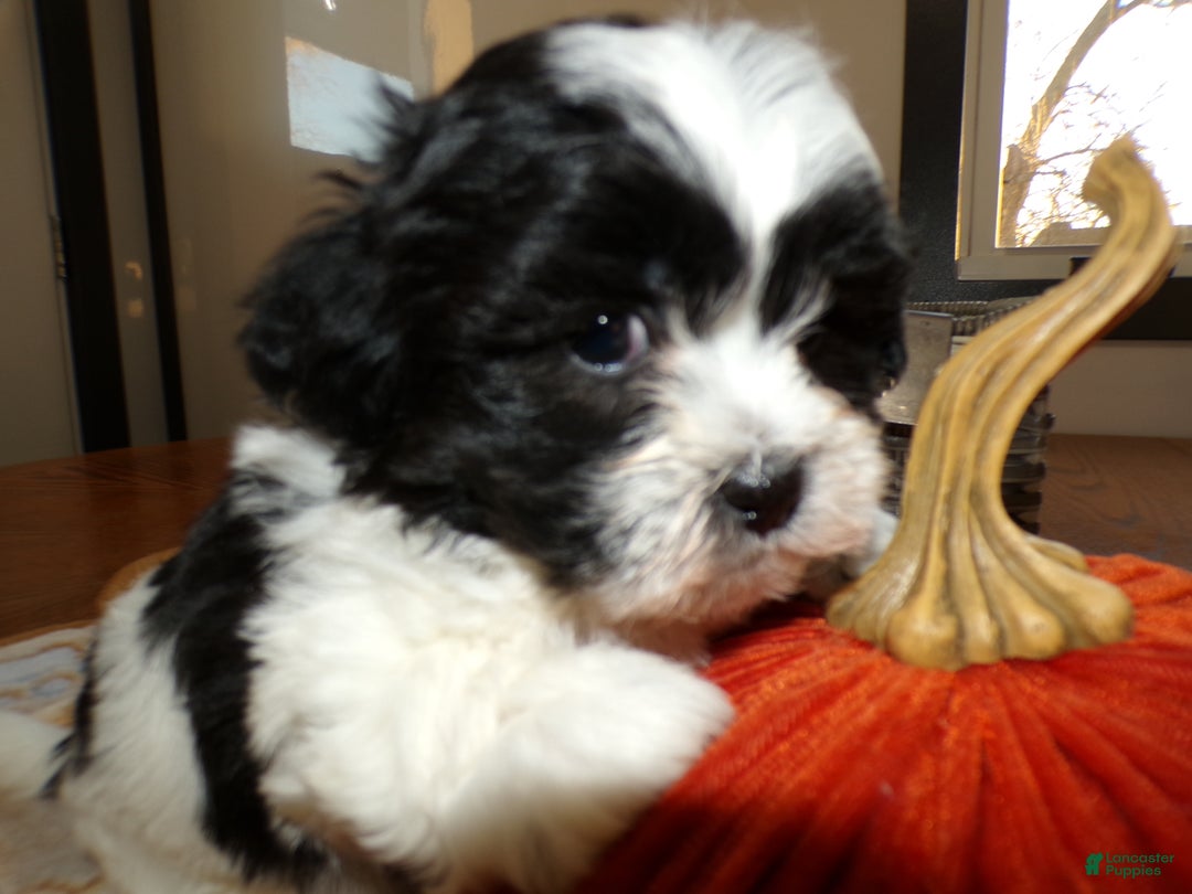 Teddy Bear dogs for sale: Teddy Bear Puppy 1 Selina - Ad 5